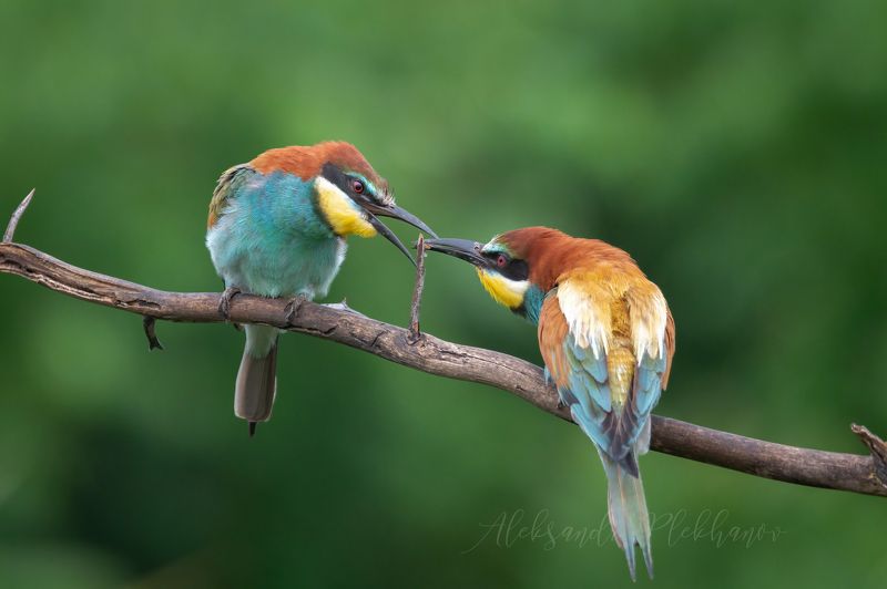 Позвольте вас угоститьphoto preview