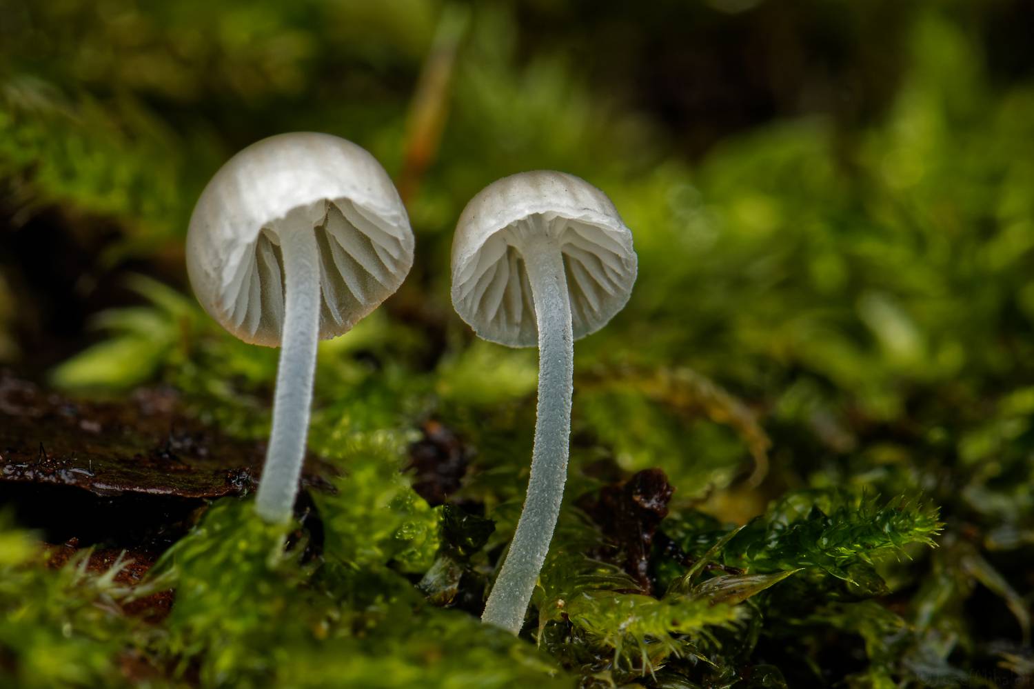 Автор: Jozef Mihalčin , Jozef Mihalčin