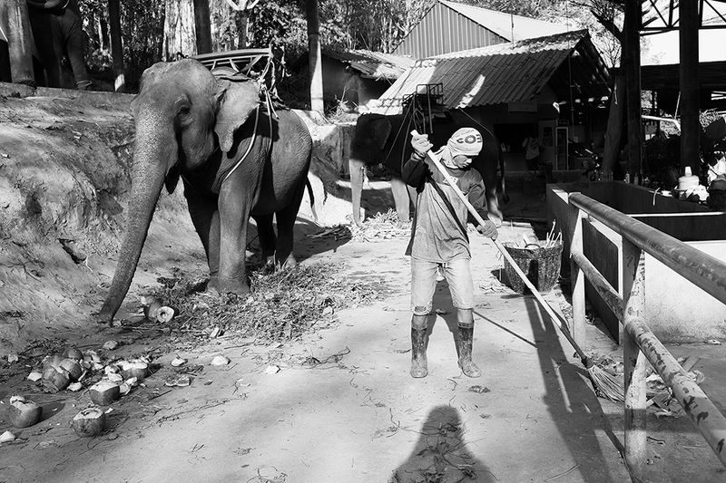 жанр, стрит, тай, слон, street photo, travel photo, bw street photo, tailand, elephant, репортаж **photo preview