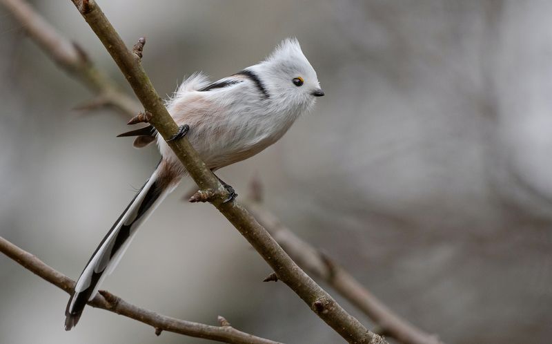 птицы, синица, ополовник, фотоохота, природа, осень Ветер с поля дул...photo preview