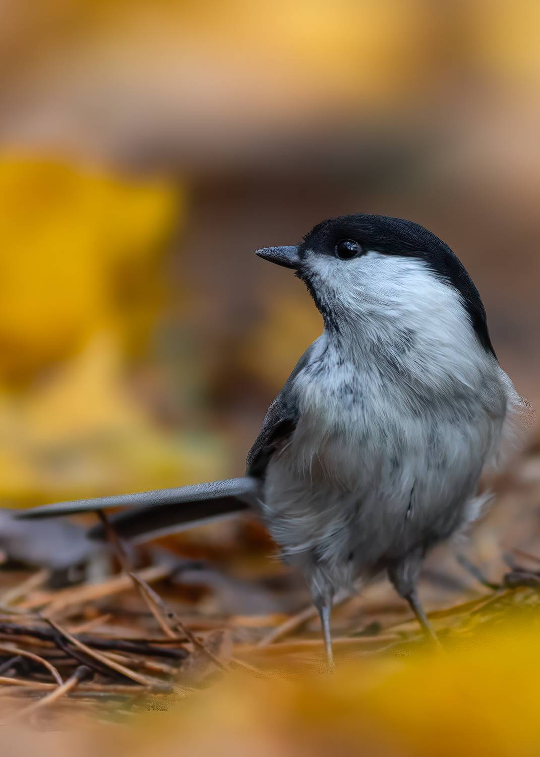 Портрет Пухляка. Автор: Пронин Денис , Пронин Денис