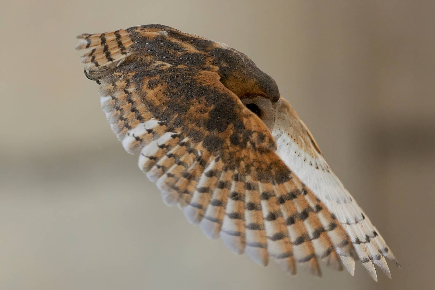 Забулена сова/ Tyto alba, Petar Bogdanov