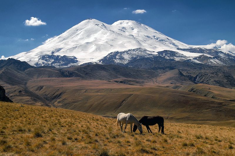 горы, кавказ, приэльбрусье, эльбрус, лошади 2x2photo preview