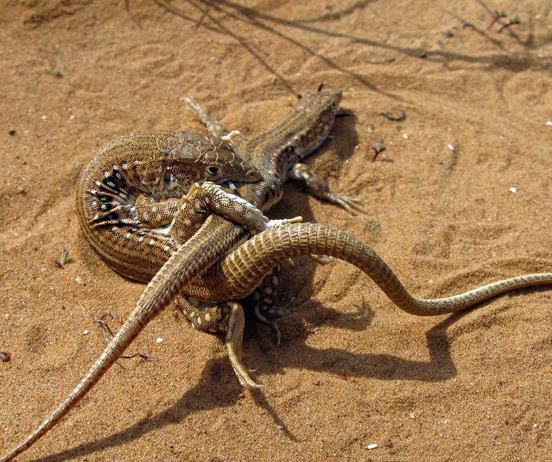 «Камасутра на бархане»photo preview