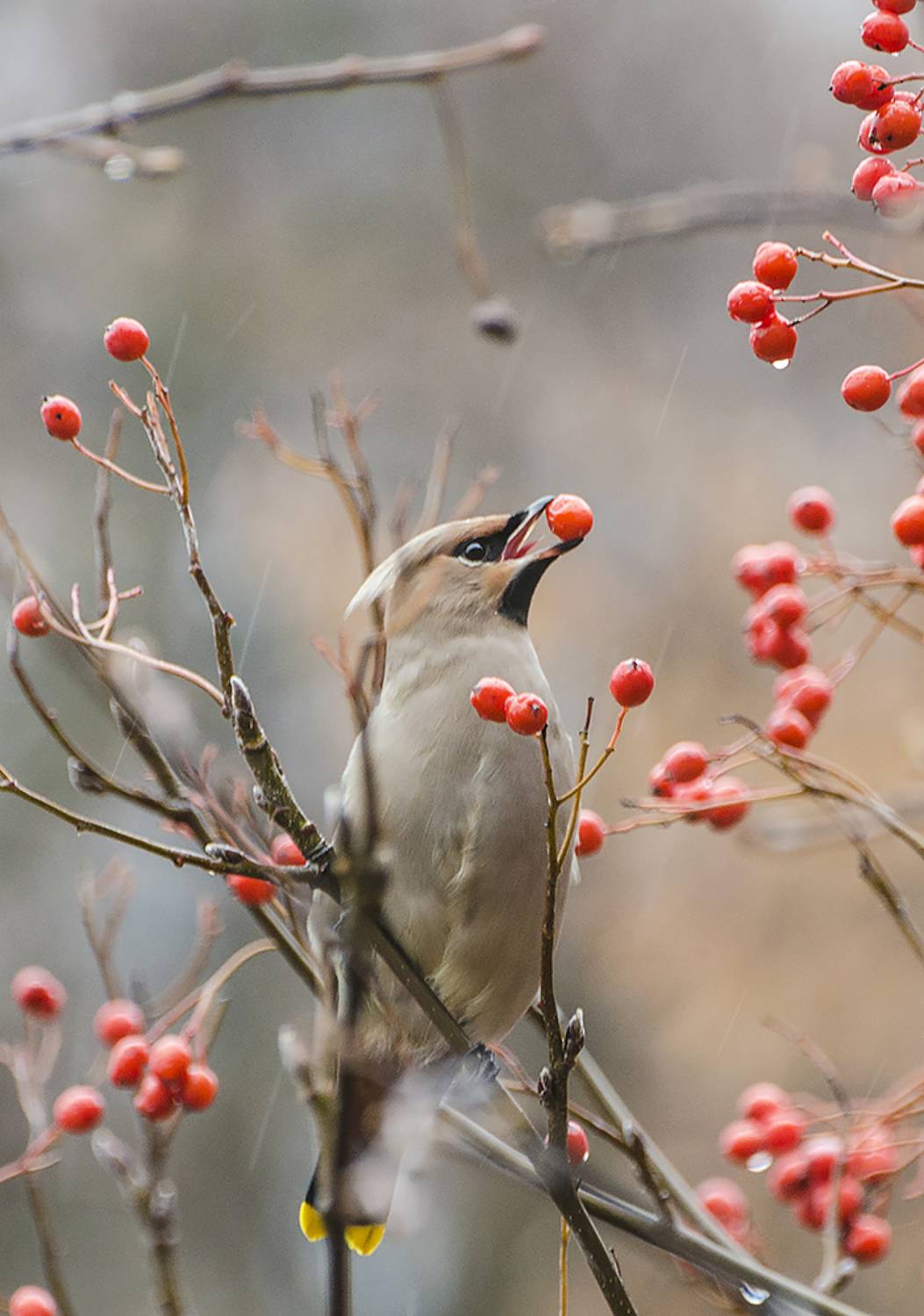Сладкая горечь рябины. Автор: Михаил Агеев птица, свиристель, Михаил Агеев