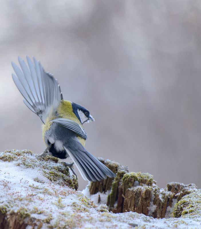 Вжух!photo preview