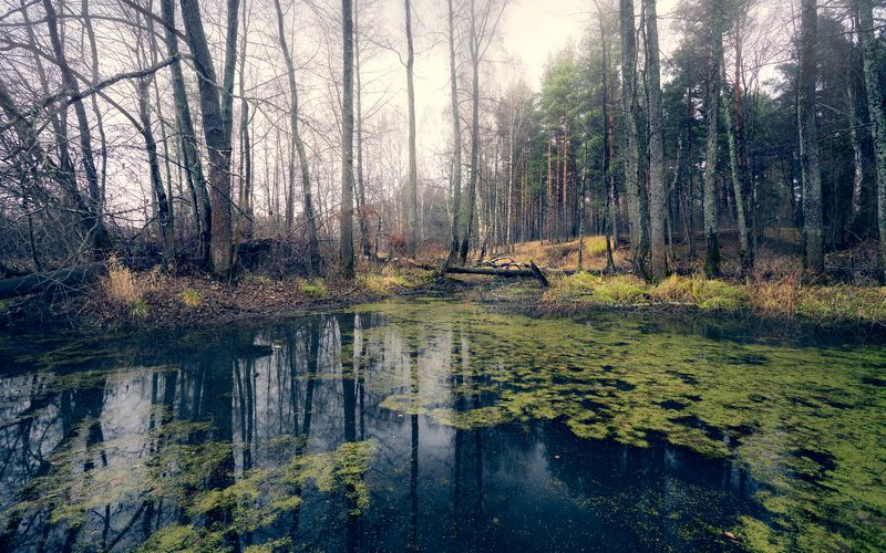 природа, пейзаж, осень, ноябрь Ноябрь ... фото превью