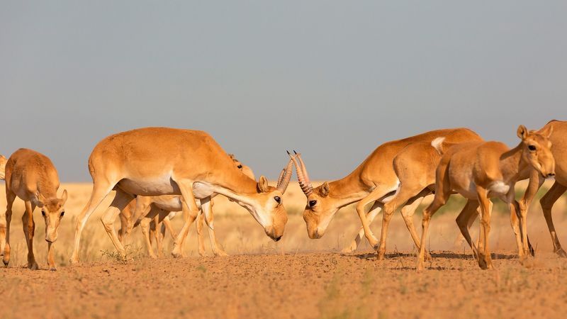 Сайгак, Калмыкия, заповедник,  Спарингphoto preview