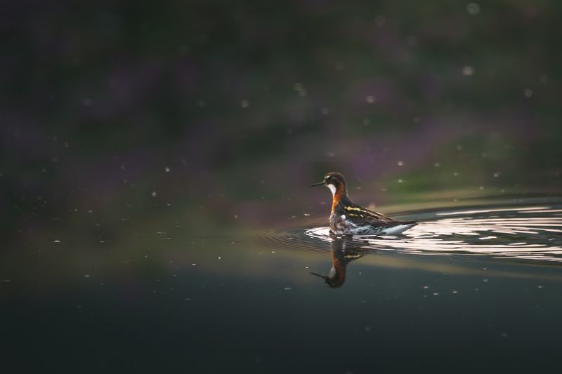 птицы, дикая природа Круглоносый плавунчикphoto preview