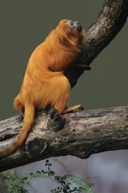 Tamarin-lion doréphoto preview