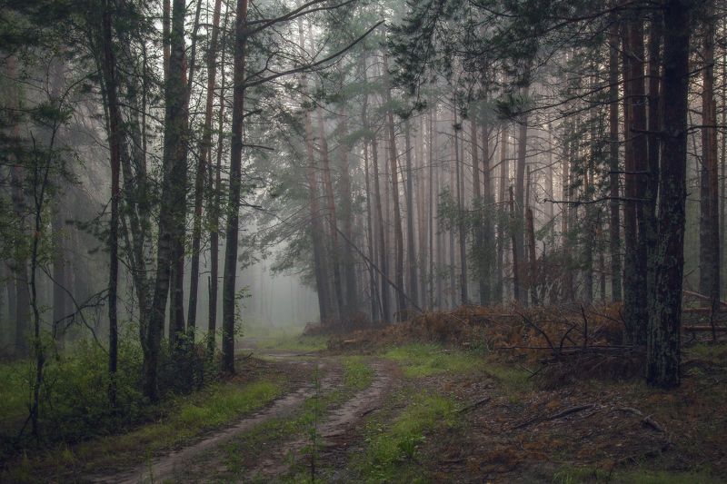 серково июль вечер туман Вечерний лес.photo preview