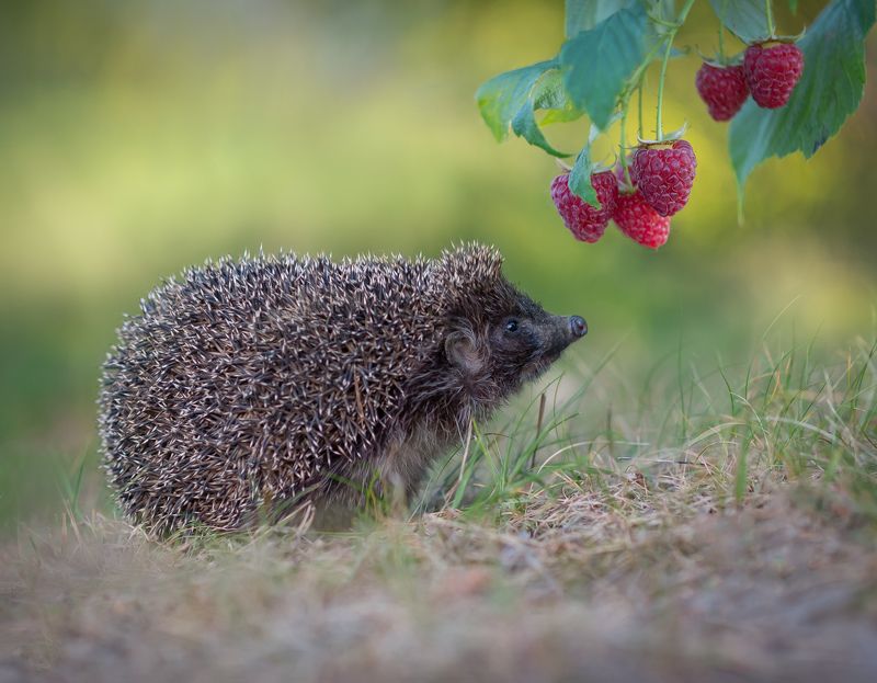 ёж, закат, лето, малина ***photo preview
