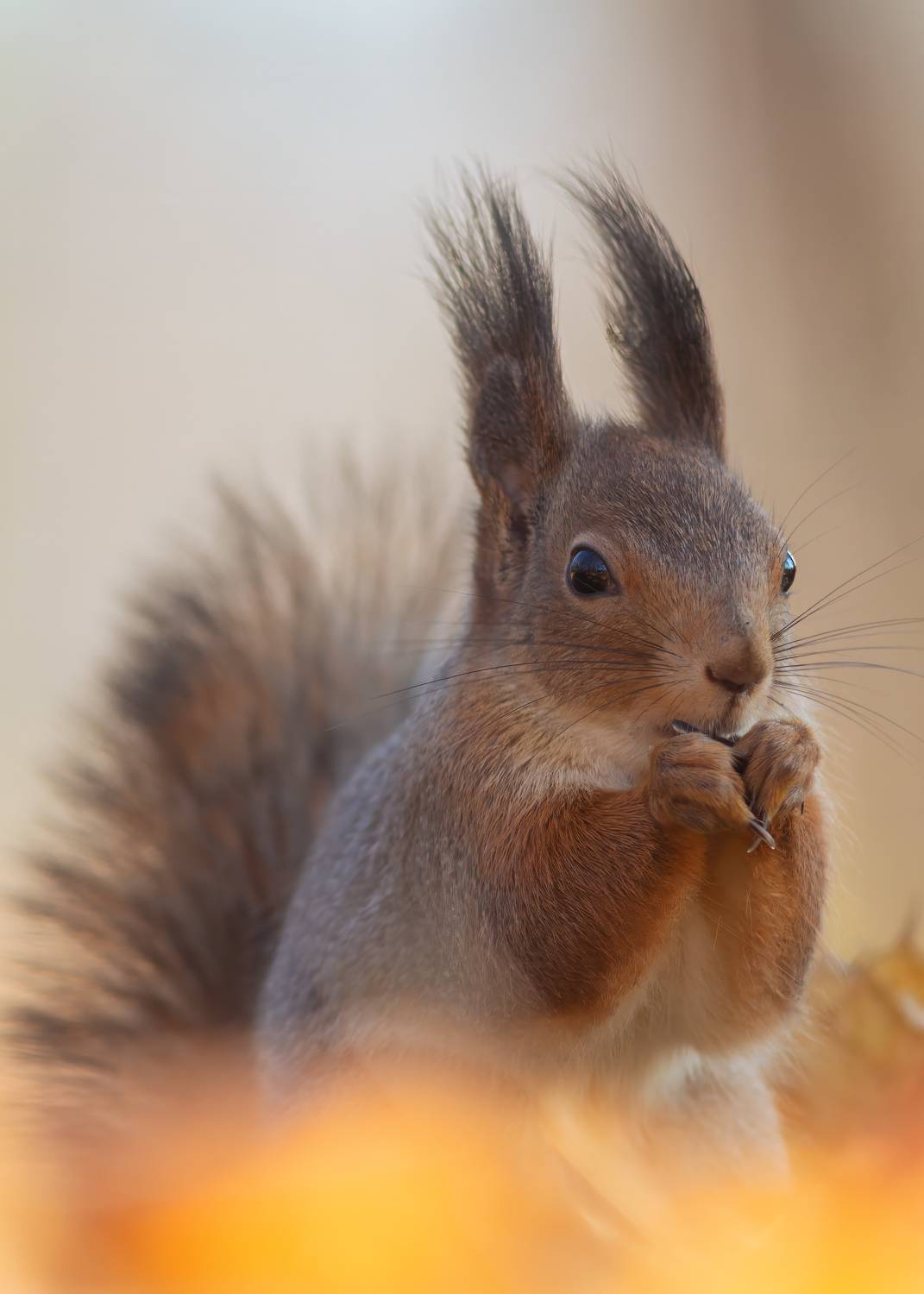 , Денис Пронин