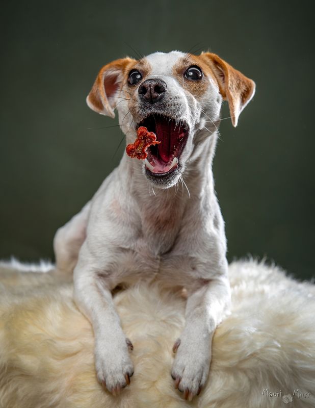 Джек расел терьер, собака, ловля еды Милка ловит вкусняшкуphoto preview
