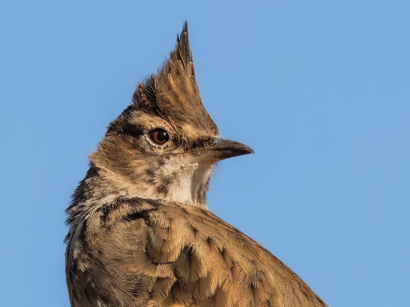 Crested Larkphoto preview