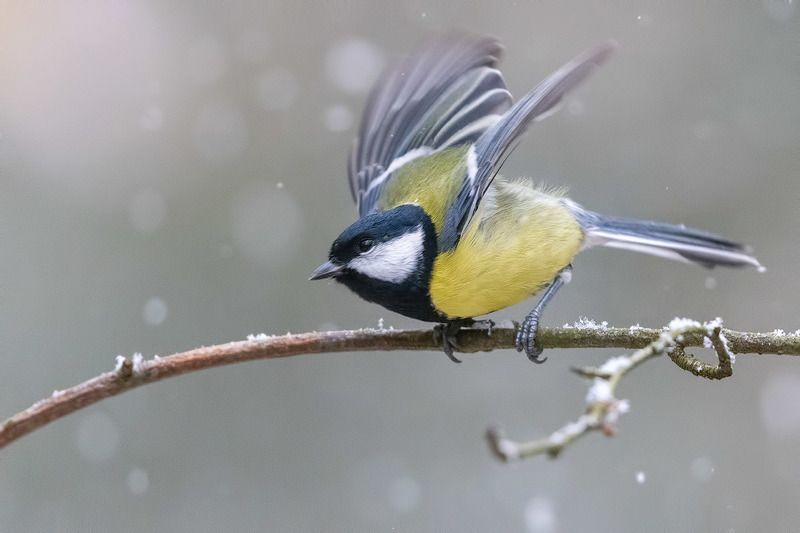 птицы, Подмосковье ***photo preview