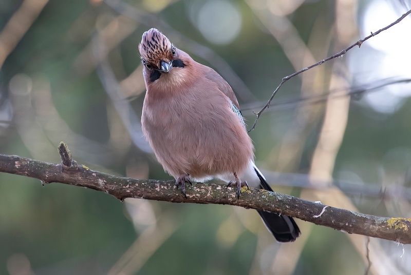 птицы, сойка, врановыые, парк, осень Сойкаphoto preview