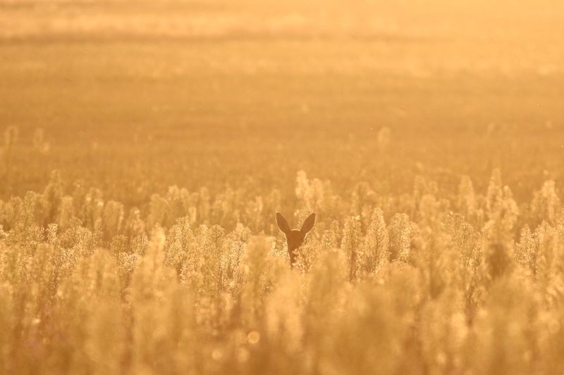 животные, дикие животные, дикая природа, природа, млекопитающие, звери, олень, косуля, анималистика Золотые ушиphoto preview