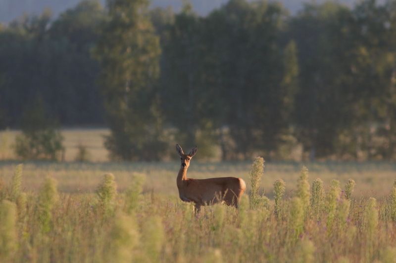 природа, дикая природа, животные, дикие животные, млекопитающие, звери, олень, косуля, анималистика, пейзаж, самарская область В поляхphoto preview