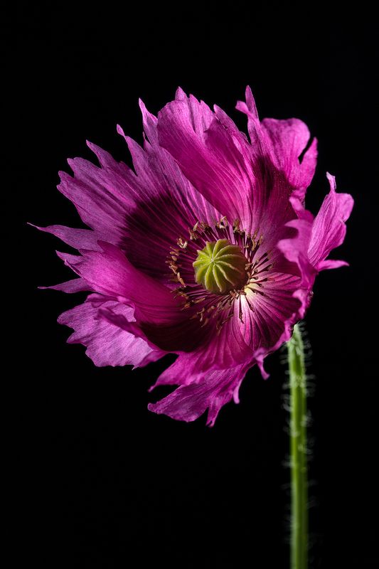 мак, лепестки, цветок, флора, цветение Макphoto preview