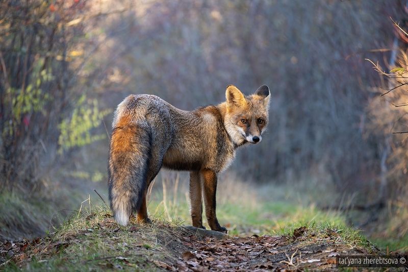 Хозяин лесаphoto preview