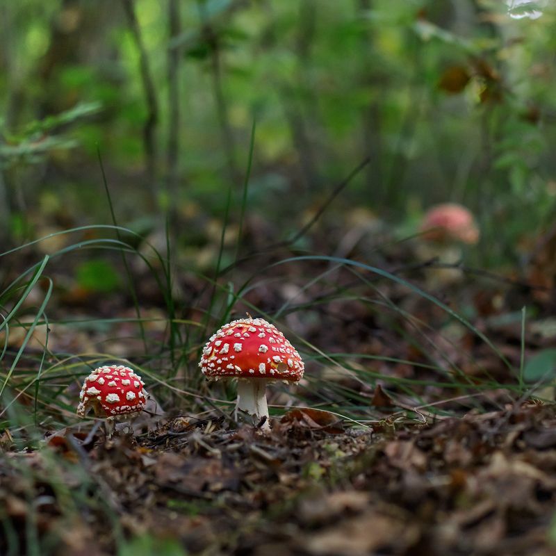 мухомор, гриб, макро, macro, лес, осень Мухоморчикиphoto preview