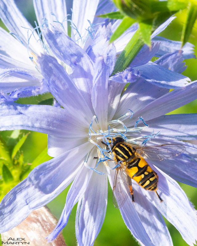 цветок, лето, жужа, полосатая, насекомое Время десертаphoto preview