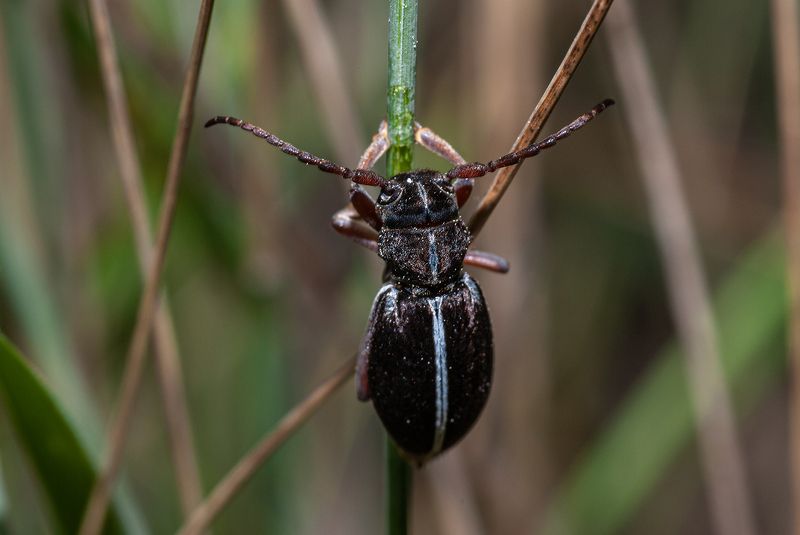 Бархатная :)photo preview