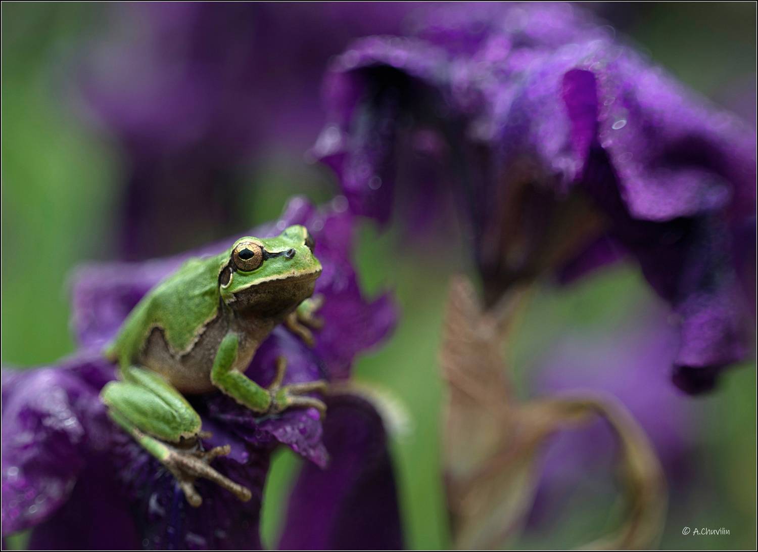 лягушка,древесная,ирисы,май, Александр Чувилин