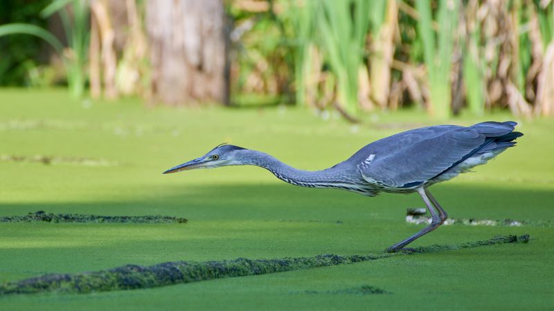 Охота серой цаплиphoto preview