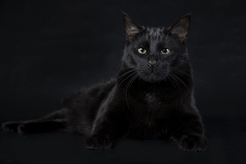 сat, кошка, кошки, животные, кот, черный кот, black cat Black Cat -Кузяphoto preview
