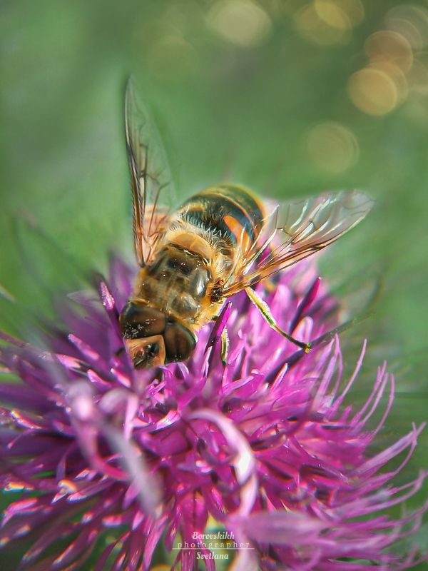 макро,  макро на телефон, macro, macro lens, муха, насекомые Полезная мухаphoto preview
