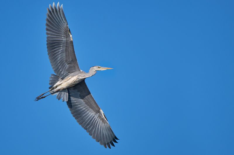 Серая цапляphoto preview