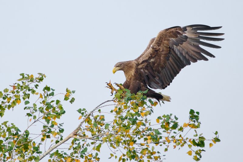 Орлан-белохвостphoto preview