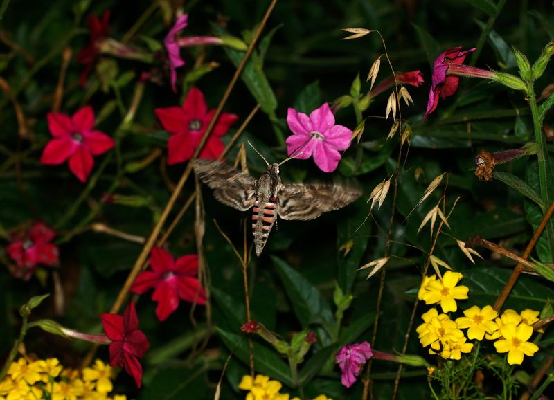 бражник, бабочки, насекомые, sphinx, moth, insects Вьюнковый бражникphoto preview