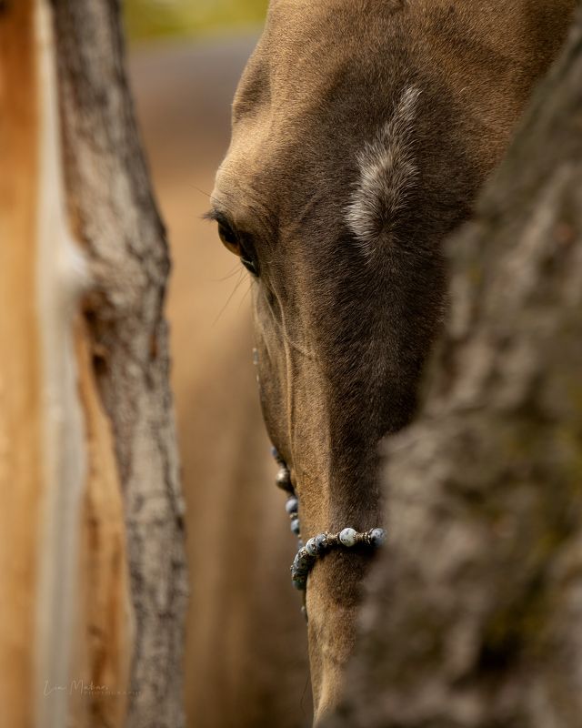 Момышулы, ахалтекинский жеребецphoto preview