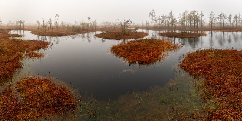 болото, осень, ленинградская область Осень на болоте фото превью