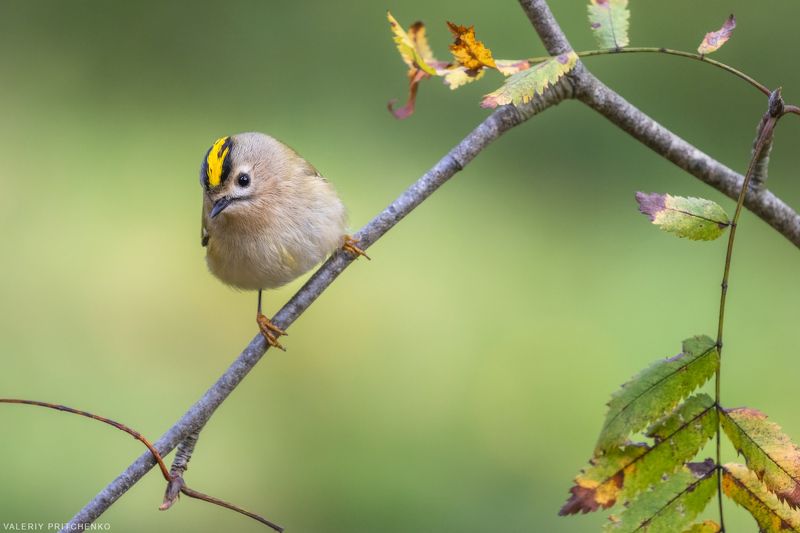 королёк, природа, птицы, осень, желтоголовый королёк, goldcrest, nature, birds, wildlife, autumn Желтоголовый королёкphoto preview