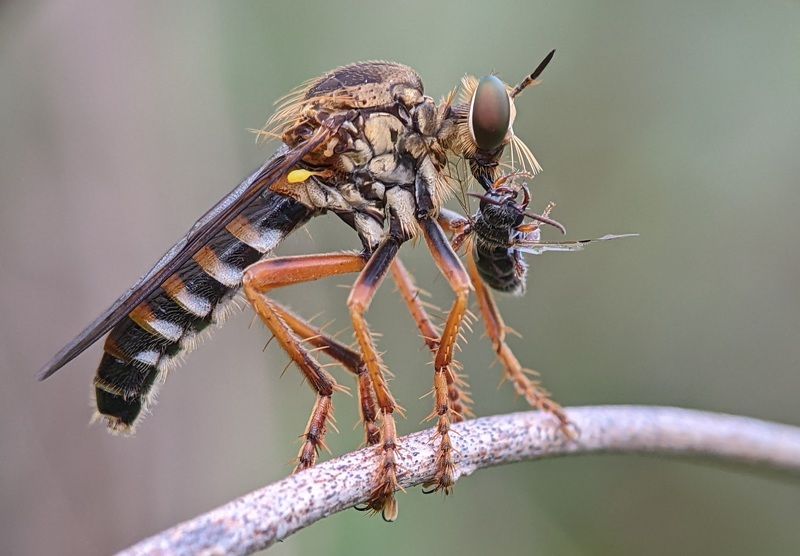 macro photosphoto preview