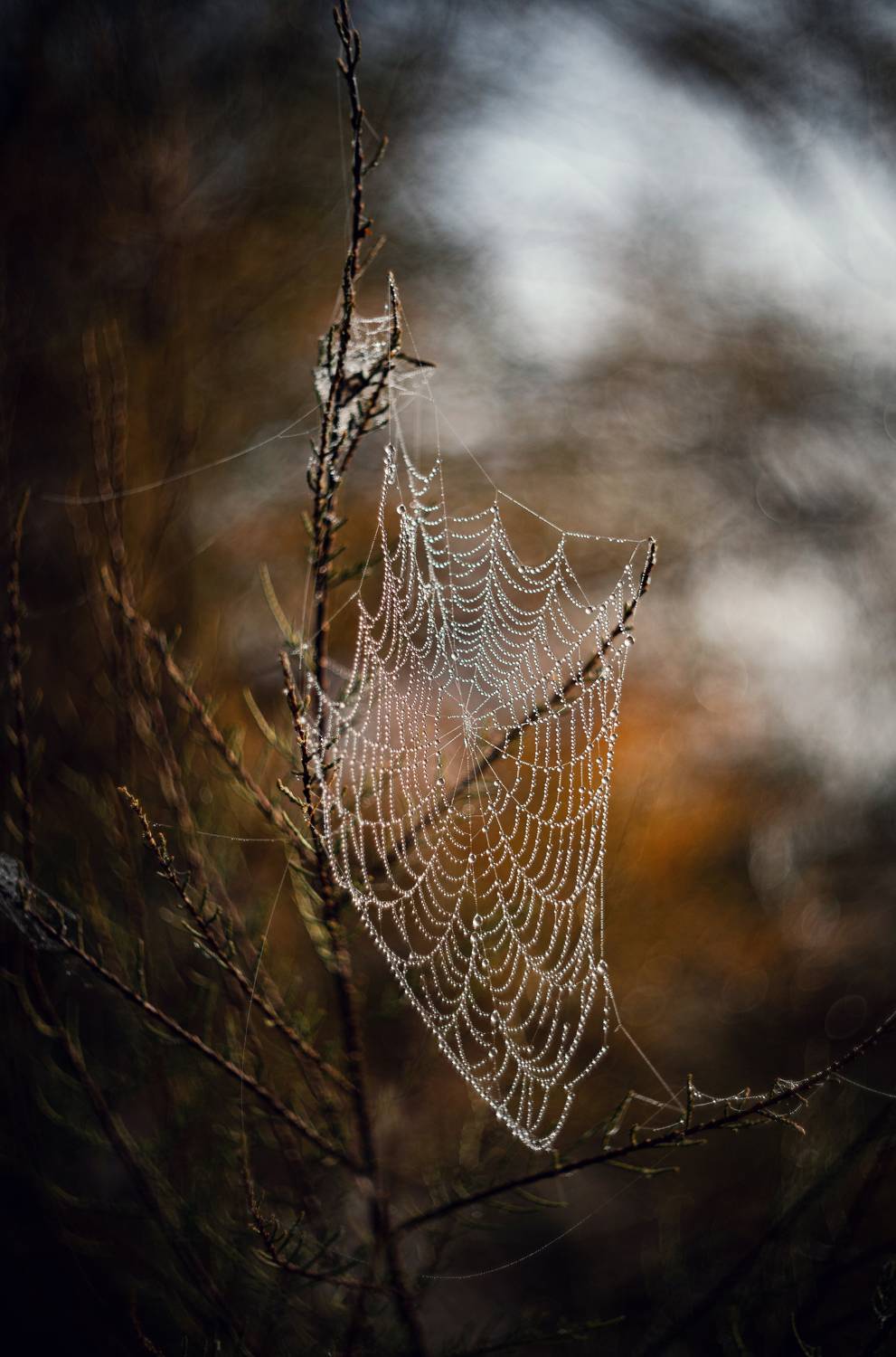 осень, утро, туман, атмосфера, тишина, красота природы, паутина, паутины, капли, лист, листва, природа, хрупкость, природа крыма, керчь, крым, россия, Щербак Анатолий
