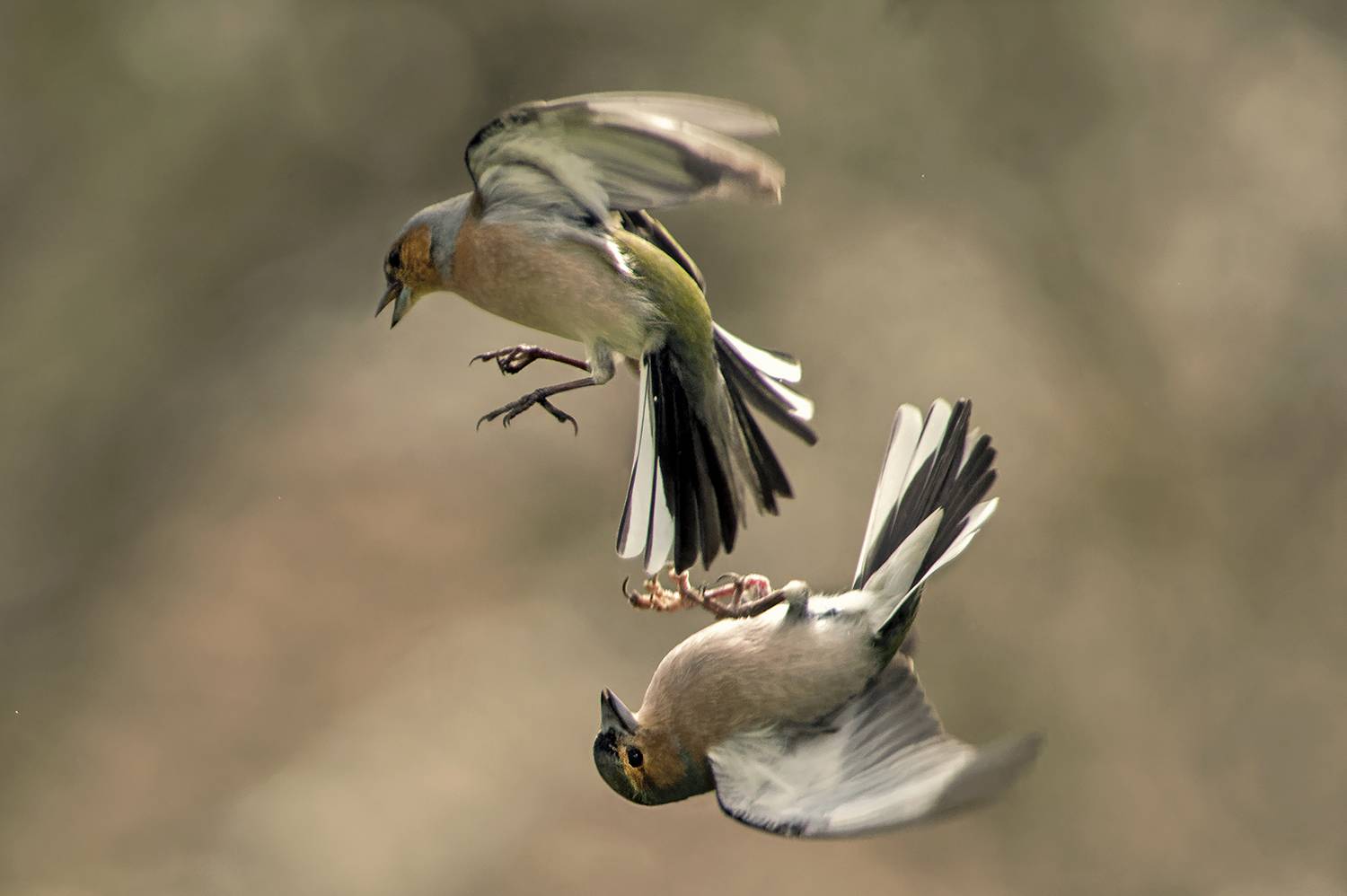 Битва. Автор: Евгени Стефанов , Евгени Стефанов