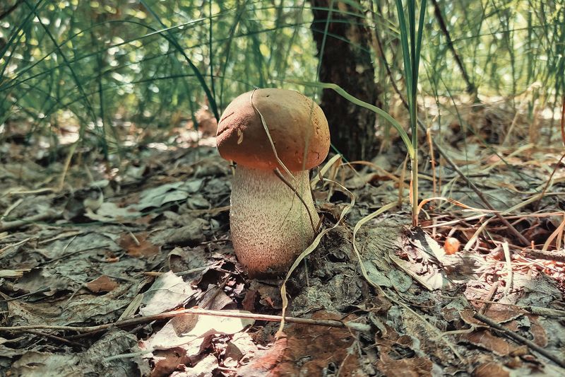 Толстячок photo preview