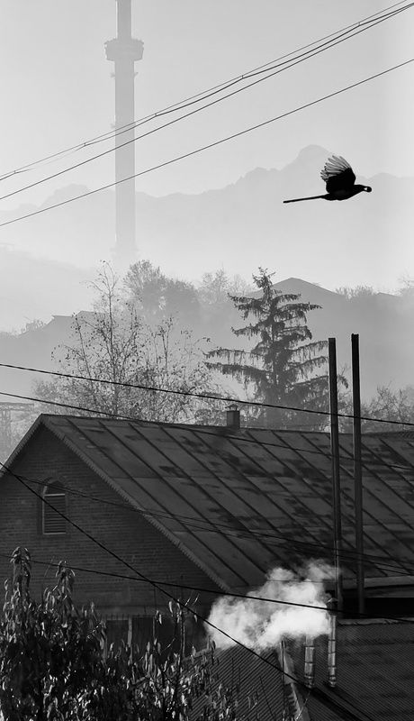 шаварёв, арт, природа, И сорока с орехомphoto preview