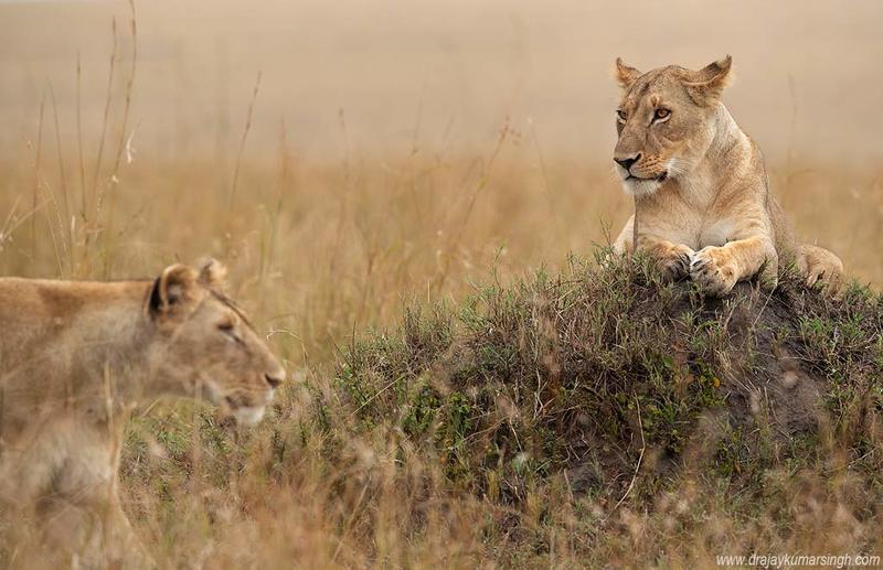 Lion mound Lionphoto preview
