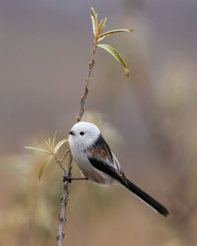 длиннохвостая синица, ополовник, птицы Любопытныйphoto preview