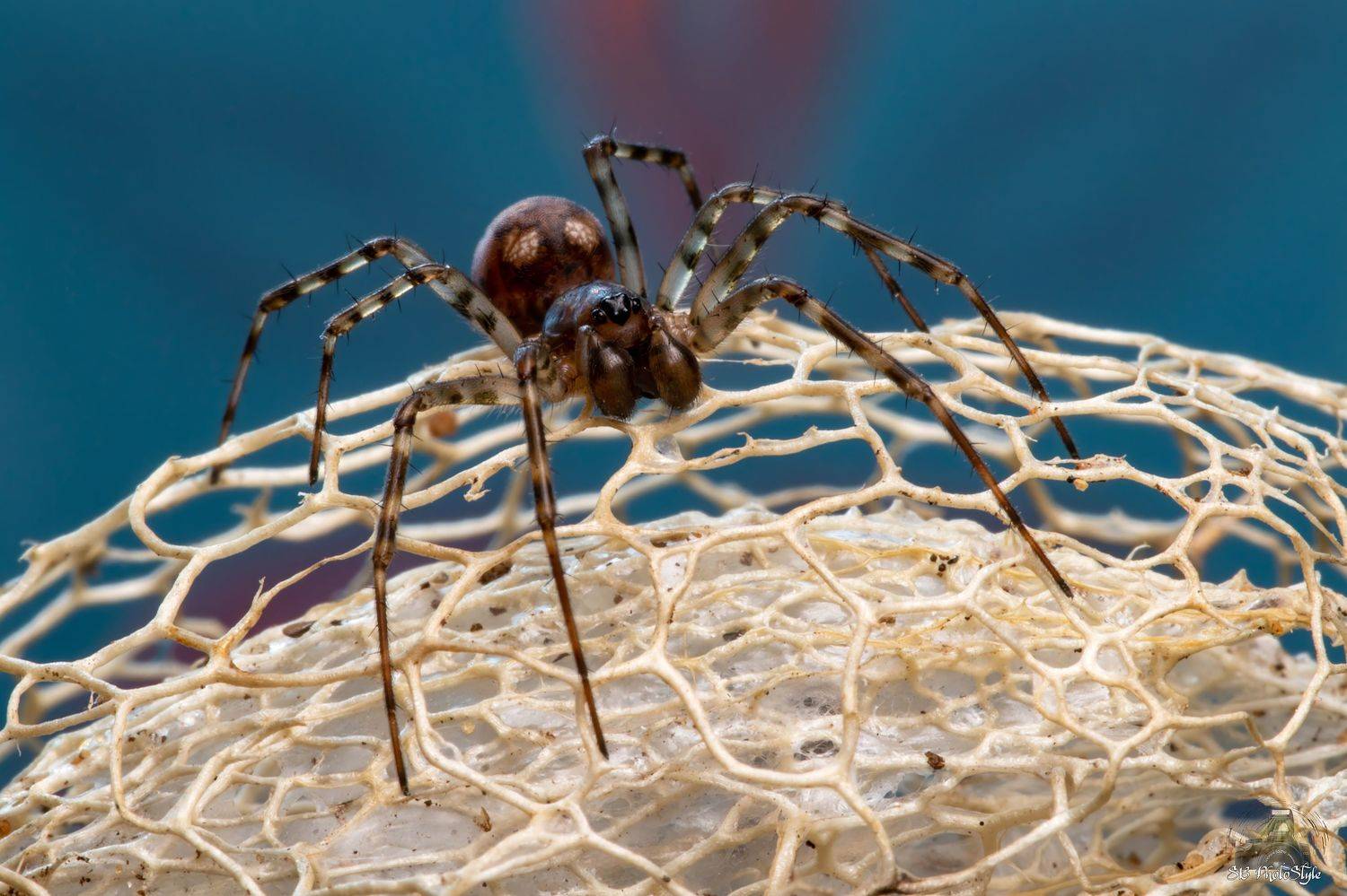 spider, arachnid, nature, predator, noinsect, macrophoto, macrophotography, spiderphoto, spiderimage, Stephane