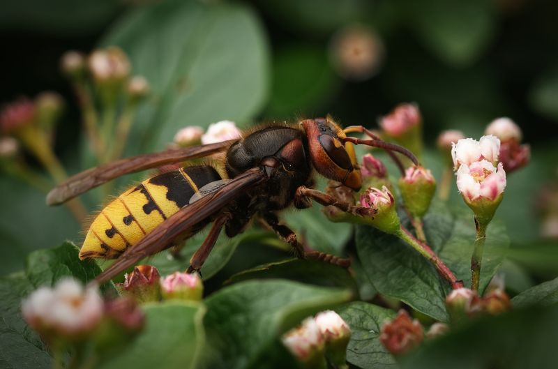 шершень, насекомые, природа, hornet, insects, nature Шершеньphoto preview
