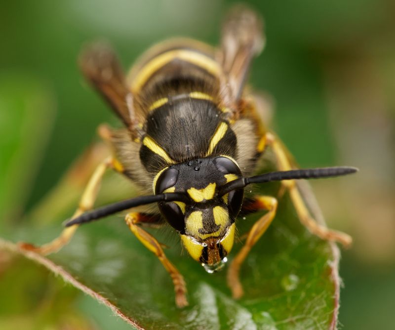 оса, насекомые, природа, wasp, insects, nature Портрет осыphoto preview