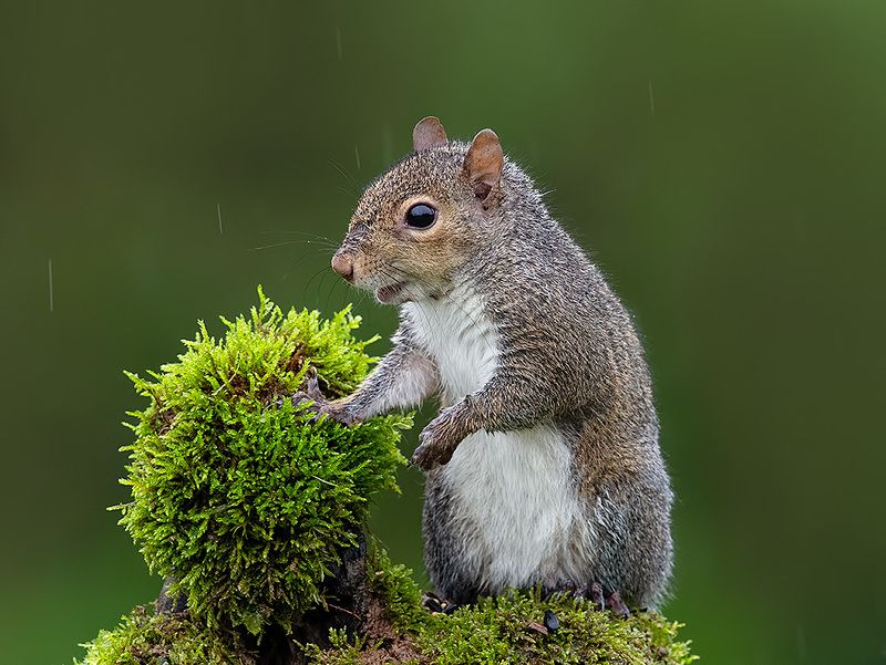 белка, squirrel, gray squirrel, каролинская белка, животные, animals,  дикие животные Gray squirrel - Каролинская Белкаphoto preview