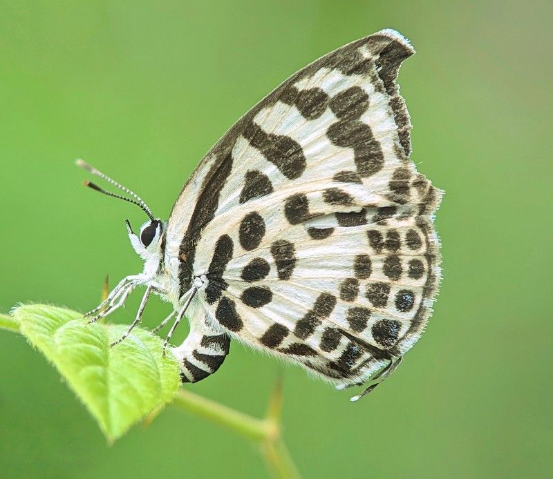 macro phonephoto preview